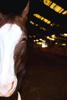 AlyciaBethHorsePhotos2018